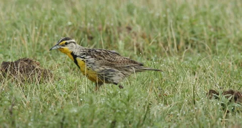 Western meadowlark foraging in grassland Stock Footage 138997053