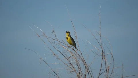 A Western Meadowlark Singing Stock Footage 120088323