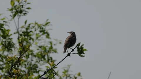 Western meadowlark singing Stock Footage 249583421