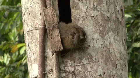 Western Night Monkey look out of roosting hole in lowland rainforest in daylight Stock Footage 55050269