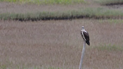 A western osprey facing the camera and 'bobbing' its head. Stock Footage 200367923