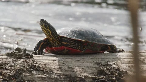 Western Painted Turtle basks on a log in a lake, 2k Video stock 153116285