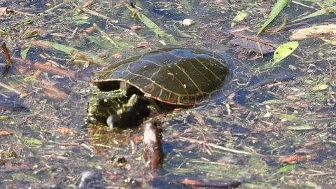 Western Painted turtle in foreshore debris Stock Footage 155414676