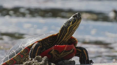 Western Painted Turtle  on a log in a lake, closeup, 2k Video stock 153116279