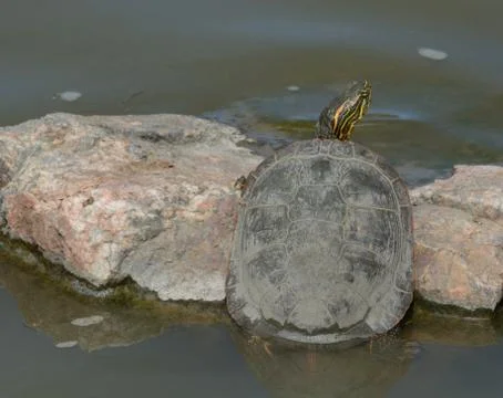 Western Painted turtle Foto stock