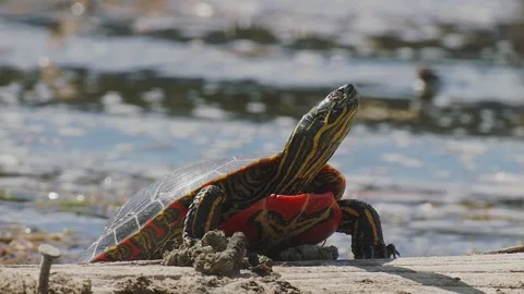 Western Painted Turtle rests on a log in a lake, 2k Stock Footage 153116268