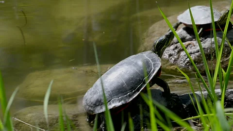 Western Painted Turtle on shore of pond, in grass, 4k Video stock 276510580