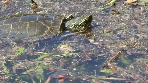 Western Painted turtle swimming to right in foreshore debris Stock Footage 155414799