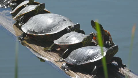 Western Painted Turtles clamber into position on log, 4k Stock Footage 276510662