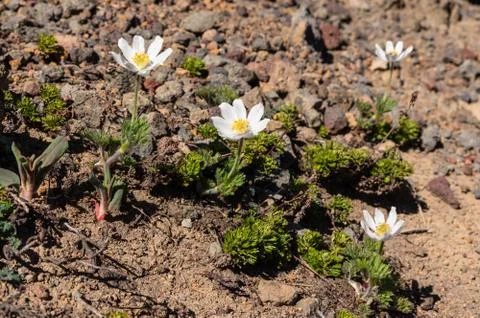 Western Pasque flower  Stock Photos