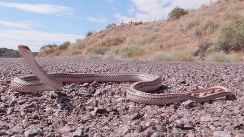 Western Patch Nosed Snake on the Roadside Stock Footage 100299588