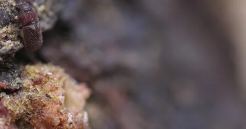 Western Pine Beetle - Dendroctonus brevicomis Stock Footage 278754593