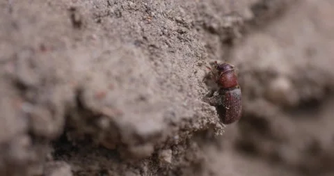Western Pine Beetle - Dendroctonus brevicomis Stock Footage 278754723