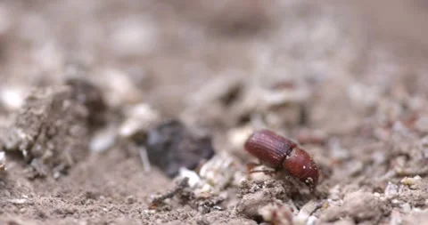 Western Pine Beetle - Dendroctonus brevicomis Stock Footage 278754884