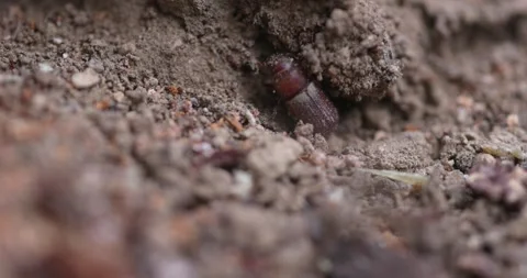 Western Pine Beetle - Dendroctonus brevicomis Stock Footage 278754928