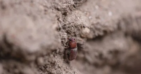 Western Pine Beetle - Dendroctonus brevicomis Stock Footage 278754947