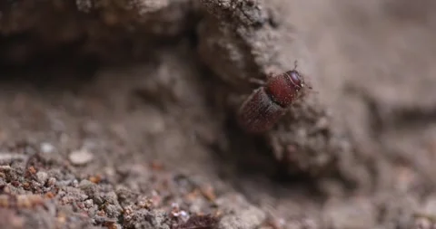 Western Pine Beetle - Dendroctonus brevicomis Stock Footage 278755010