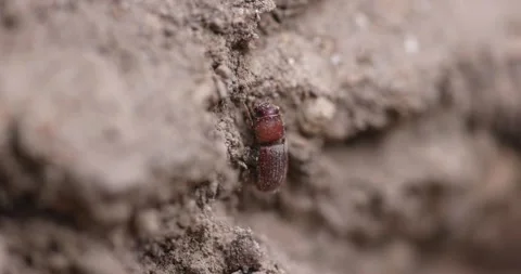 Western Pine Beetle - Dendroctonus brevicomis Stock Footage 278755057