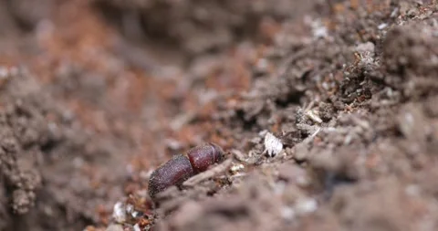 Western Pine Beetle - Dendroctonus brevicomis Stock Footage 278755167
