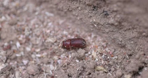 Western Pine Beetle - Dendroctonus brevicomis Stock Footage 278755283