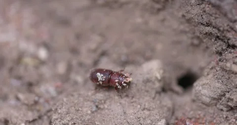 Western Pine Beetle - Dendroctonus brevicomis Stock Footage 278755320