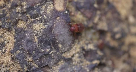 Western Pine Beetle - Dendroctonus brevicomis Stock Footage 278755336