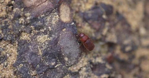 Western Pine Beetle - Dendroctonus brevicomis Stock Footage 278755423