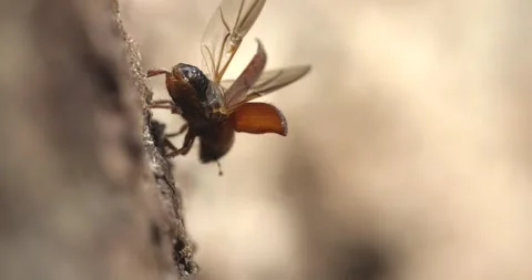 Western Pine Beetle - Dendroctonus brevicomis Stock Footage 278755477