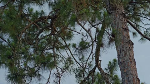 Western Pine Foliage Blowing in Wind Stock Footage 244362268
