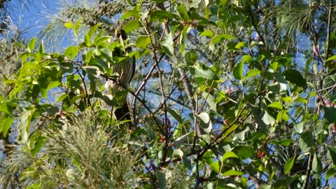 Western plantain-eater perched on branch surrounded by pine tree and flying away Stock Footage 208940427