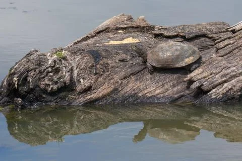 Western Pond Turtle Stock Photos