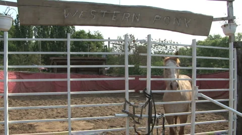 Western pony Stock Footage 6580632