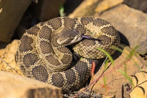 Western rattlesnake Stock Photos