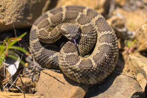 Western rattlesnake Stock Photos