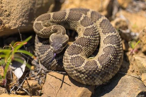 Western rattlesnake Stock Photos