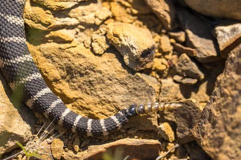 Western rattlesnake Stock Photos