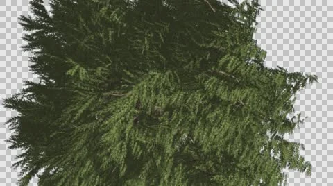 Western Red Cedar Evergreen Crown of Tree Coniferous Tree is Swaying at the Stock Footage 60748086