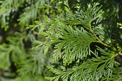 Western Red Cedar Stock Photos