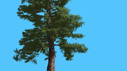 Western Red Cedar Thin Trunk Lit With Sun Coniferous Evergreen Tree is Swaying Stock Footage 60764707