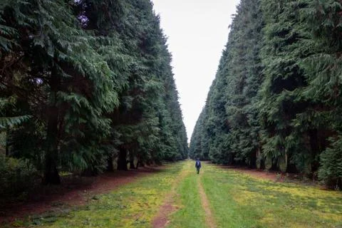 Western red cedar tree also called the Thuja Plicata Foto stock