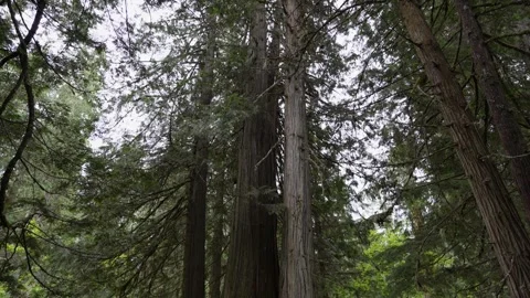 Western red cedar trees growing densely in a lush forest environment Vídeos de archivo 334106758
