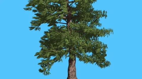 Western Red Cedar Trunk and Lower Branches Coniferous Evergreen Tree is Swaying Stock Footage 60763806