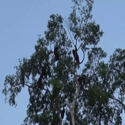 Western Red Colobus group jumping from tree sounding alarm call Stock Footage 69699857