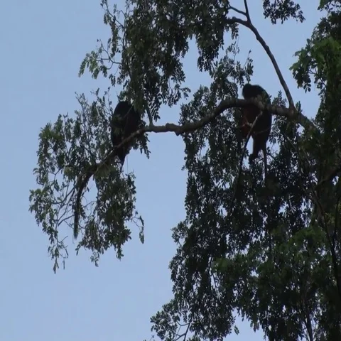 Western Red Colobus group sitting in canopy feeding on leaves in the afternoon Stock Footage 69699893