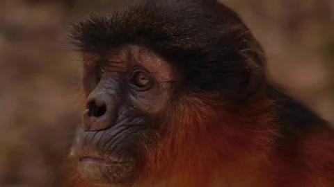 Western Red Colobus monkey in Gambia Stock Footage 333341077