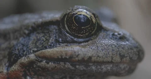Western Red-legged Frog Stock Footage 143522804