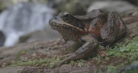Western Red-legged Frog Stock Footage