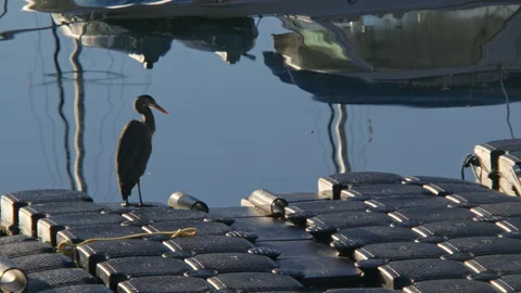 Western reef heron preening on floating dock with boat reflections Stock Footage 304475952