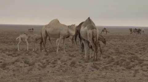 Western Sahara Camel Herd 2 Stock Footage 36602407