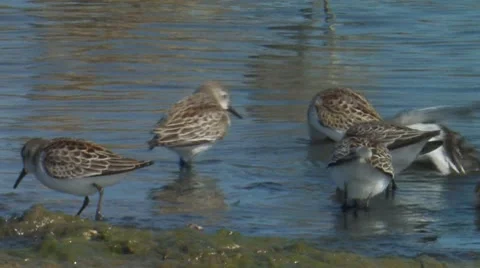 Western Sandpiper 1 Stock Footage 8549371